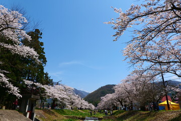 観音寺川の桜並木。猪苗代、福島、日本。4月下旬。