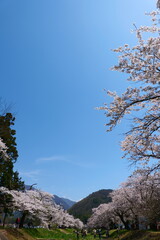 観音寺川の桜並木。猪苗代、福島、日本。4月下旬。