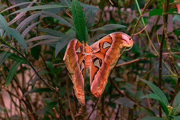 Attacus atlas (Atlas moth) saturniid moth butterfly open wings closeup