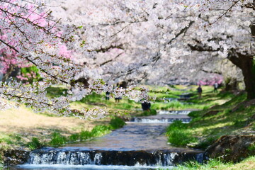 観音寺川の桜並木。猪苗代、福島、日本。4月下旬。