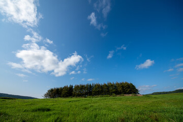 A windbreak forest alongside a summer pasture under a blue sky