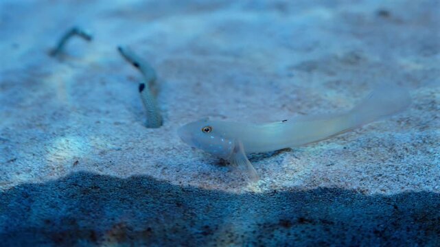 A white sleeper goby moves sand on the sandy floor of a tank while garden eels interact and look around in the background, painting a calm and lively underwater scene.