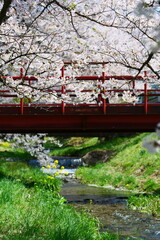 観音寺川の桜並木。猪苗代、福島、日本。4月下旬。