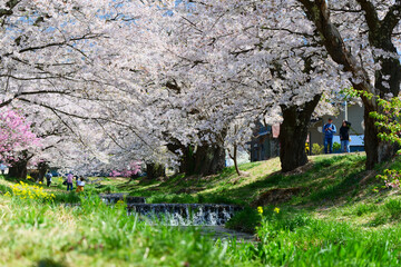 観音寺川の桜並木。猪苗代、福島、日本。4月下旬。