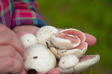 Collected Champignons in the hands