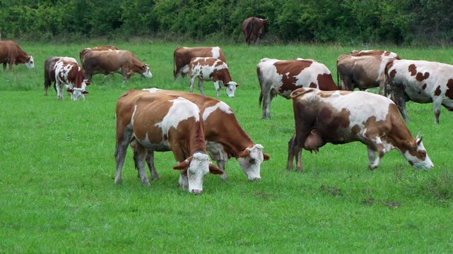 Close-up of grazing Simmental cows on a vibrant green pasture, symbolizing traditional farming and natural countryside life near Rimetea in Romania.