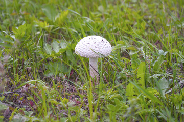 A white mushroom grows in a meadow among green grass