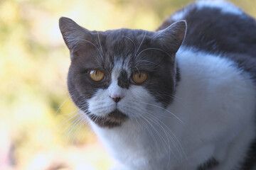 Portrait of a black and white cat on natural background
