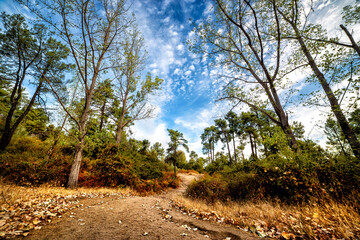 Camino del pantano