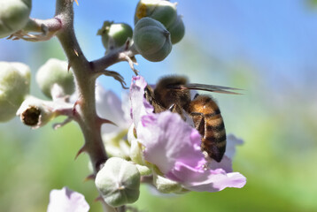bee pollinating blackberry flower