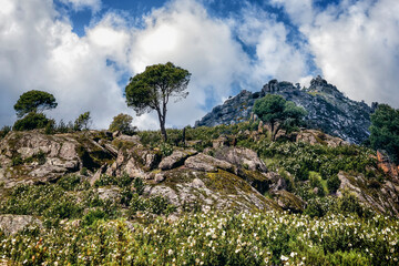 La Peña Muñana tras los pinos