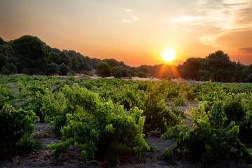 Amanece en el viñedo