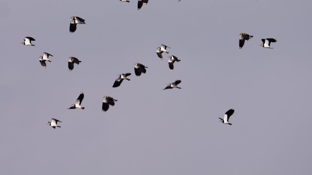 Flock of lapwings in mid-air twists against soft sky while migrating, tracking slow motion