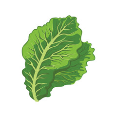 Fresh Green Lettuce Leaf Illustration in Modern Flat Vector Style Isolated on White Background for Organic Food and Healthy Design