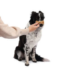 Woman giving tasty bone shaped dog cookie to her adorable Border Collie on white background, closeup