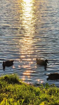 Close-up of a pond with three ducks swimming and the bright sunset reflecting on the water