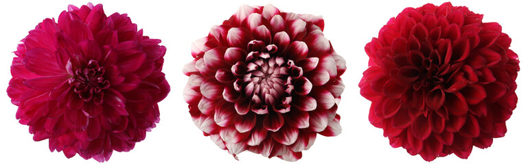 Bright dahlia flowers isolated on white, set
