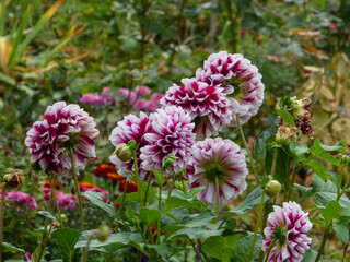 Vibrant Pink White Dahlia Flowers in Garden