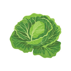Vibrant Vector Illustration of Fresh Green Cabbage with Layered Leaves Isolated on White Background for Organic Food and Healthy Design