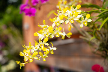 Yellow orchids flowers blooming in the garden.