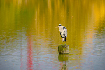 Serene moment of a heron over still lake with autumn hues