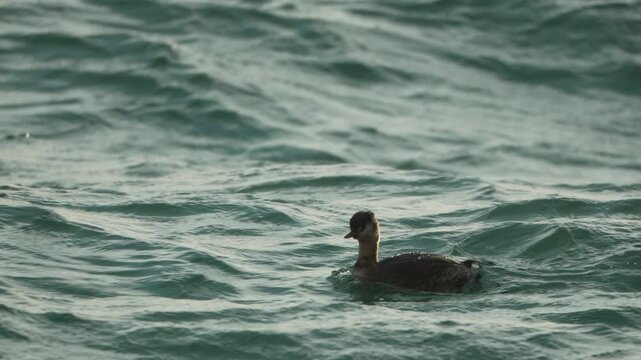 Merganser, duck, swimming in wavy water, a peaceful wildlife scene
