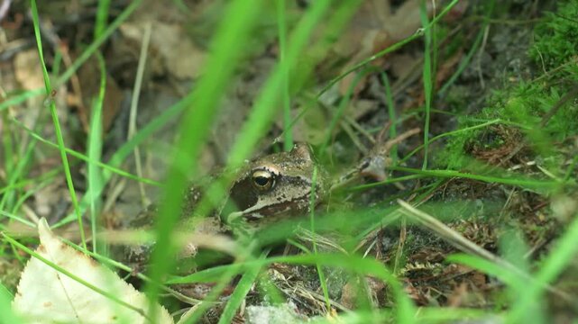 A dark green grass frog sits quietly in the grass.
