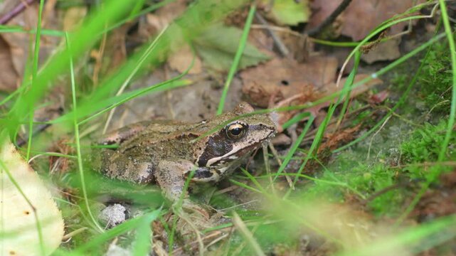 A dark green grass frog sits quietly in the grass.