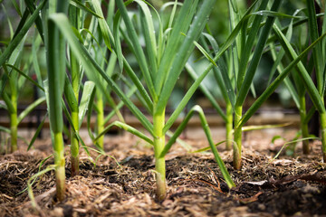 fresh grown vegetables garden green organic macro