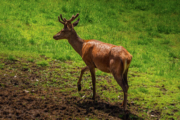 deer inside the Paneveggio Natural Park, paneveggio, Predazzo, Dolomites, Italy