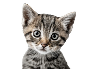 Obraz premium New born little cat, kitten face isolated, young kitten facing forward, adorable kitten close-up portrait, isolated on a transparent background, professional pet photography