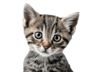 New born little cat, kitten face isolated, young kitten facing forward, adorable kitten close-up portrait, isolated on a transparent background, professional pet photography