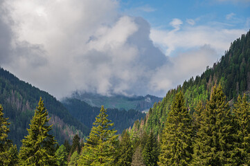 mountain nature sceneries along the trail that start from Passo San Pellegrino to Rifugio Fuciade, Val di Fassa, Trento, Italy