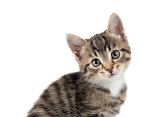 Obraz premium New born little cat, kitten face isolated, young kitten facing forward, adorable kitten close-up portrait, isolated on a transparent background, professional pet photography