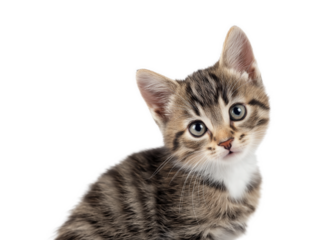 New born little cat, kitten face isolated, young kitten facing forward, adorable kitten close-up portrait, isolated on a transparent background, professional pet photography