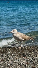 seagull on the beach