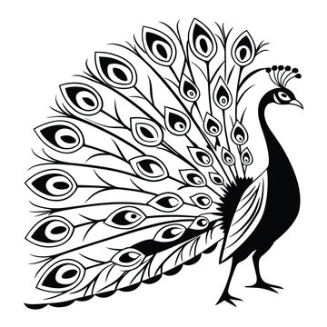 Artistic Peacock Sketch in Ink
