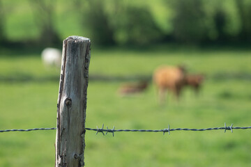 Cl&ocirc;ture en fil de fer barbel&eacute; avec vaches en arri&egrave;re plan - Poteau &agrave; gauche
