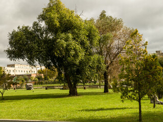 A grassy field with trees and benches in the middle of it
