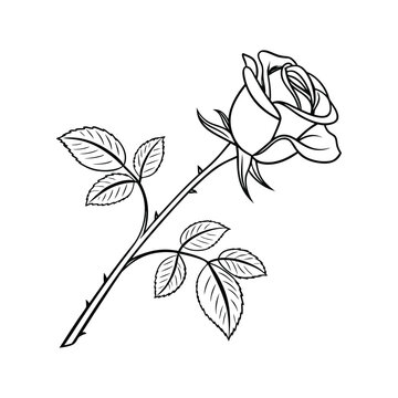 Graceful Floral Outline Rose Design