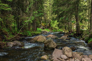 nature sceneries inside the Paneveggio natural park, Predazzo, Dolomites, Italy