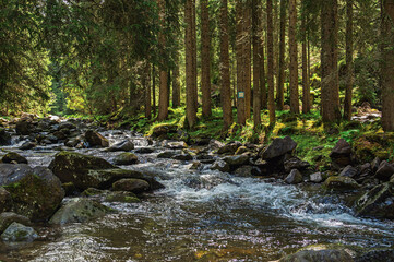nature sceneries inside the Paneveggio natural park, Predazzo, Dolomites, Italy