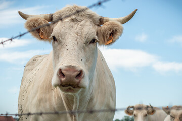Tête de vache Charolaise avec cornes derrière une clôture de fil barbelé © Johanna