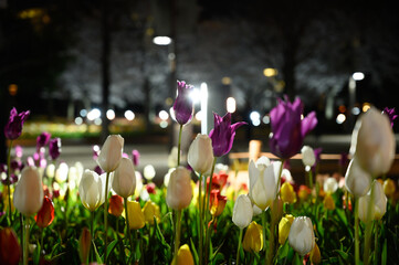 Beautifully blooming tulip flowers in a flower garden at night in Odaiba. Spring blossom background..