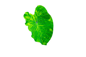 green leaf on white background