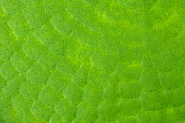 Green nature leave texture background.