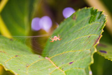 アジサイの葉に巣を張る蜘蛛

