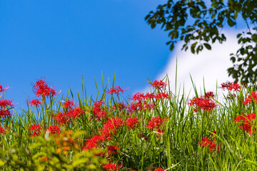 彼岸花と青空
