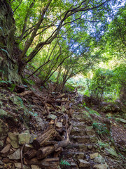 六甲山の登山道で森林浴に浸る