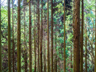 六甲山の登山道で森林浴に浸る